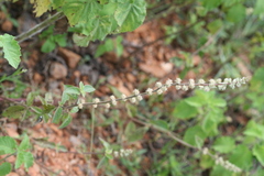 Pupalia lappacea